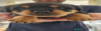 Rottweiler Puppy 3