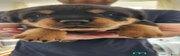 Rottweiler dogs for sale: 4 beautiful rottweiler puppies - Advert 14
