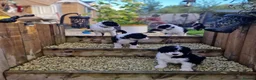 Sheepadoodle dogs for sale: Beautiful F1 Sheepadoodles  - Advert 12