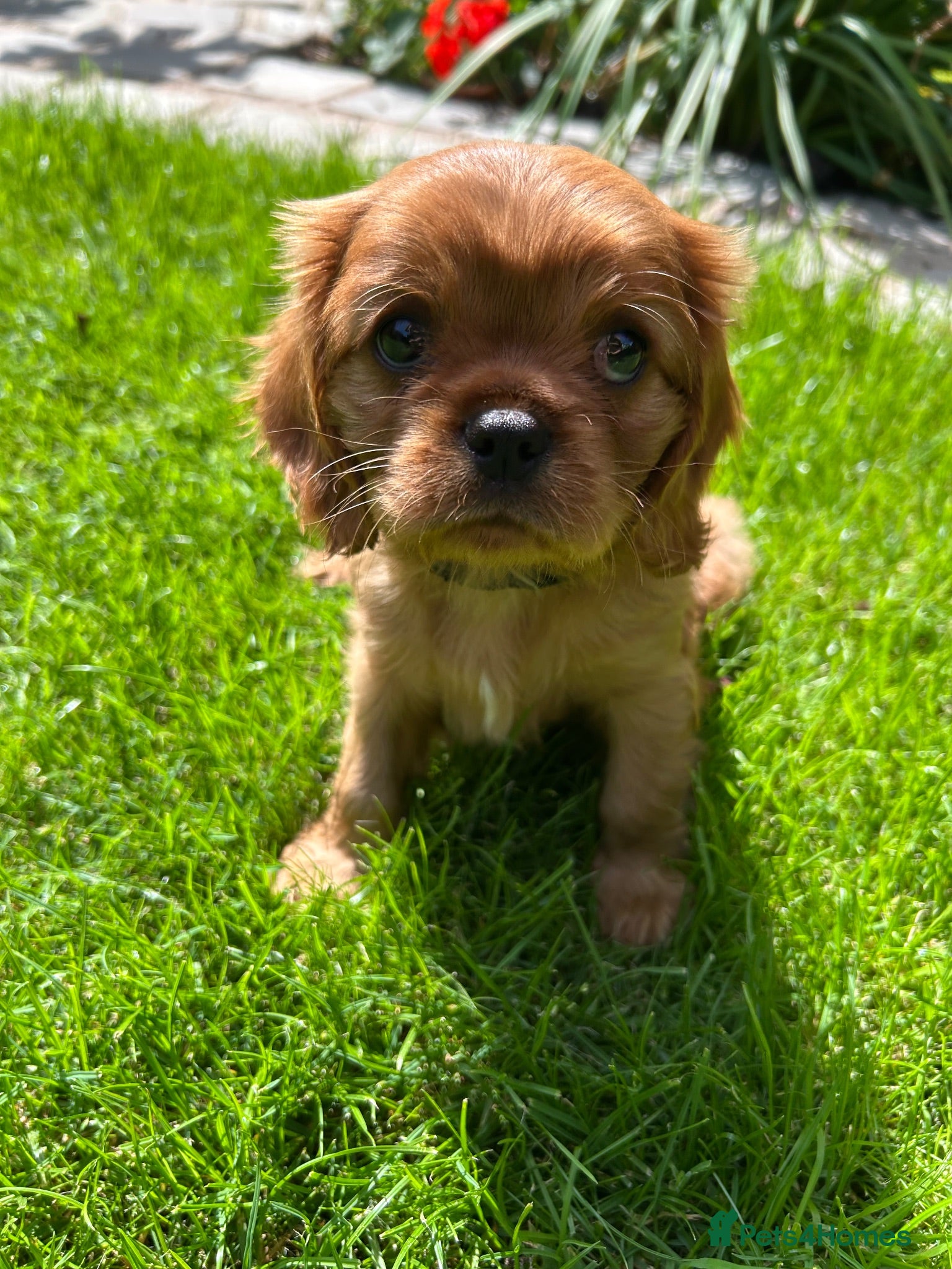 Cavalier King Charles Spaniel dogs Cavalier King Charles  - Advert 2