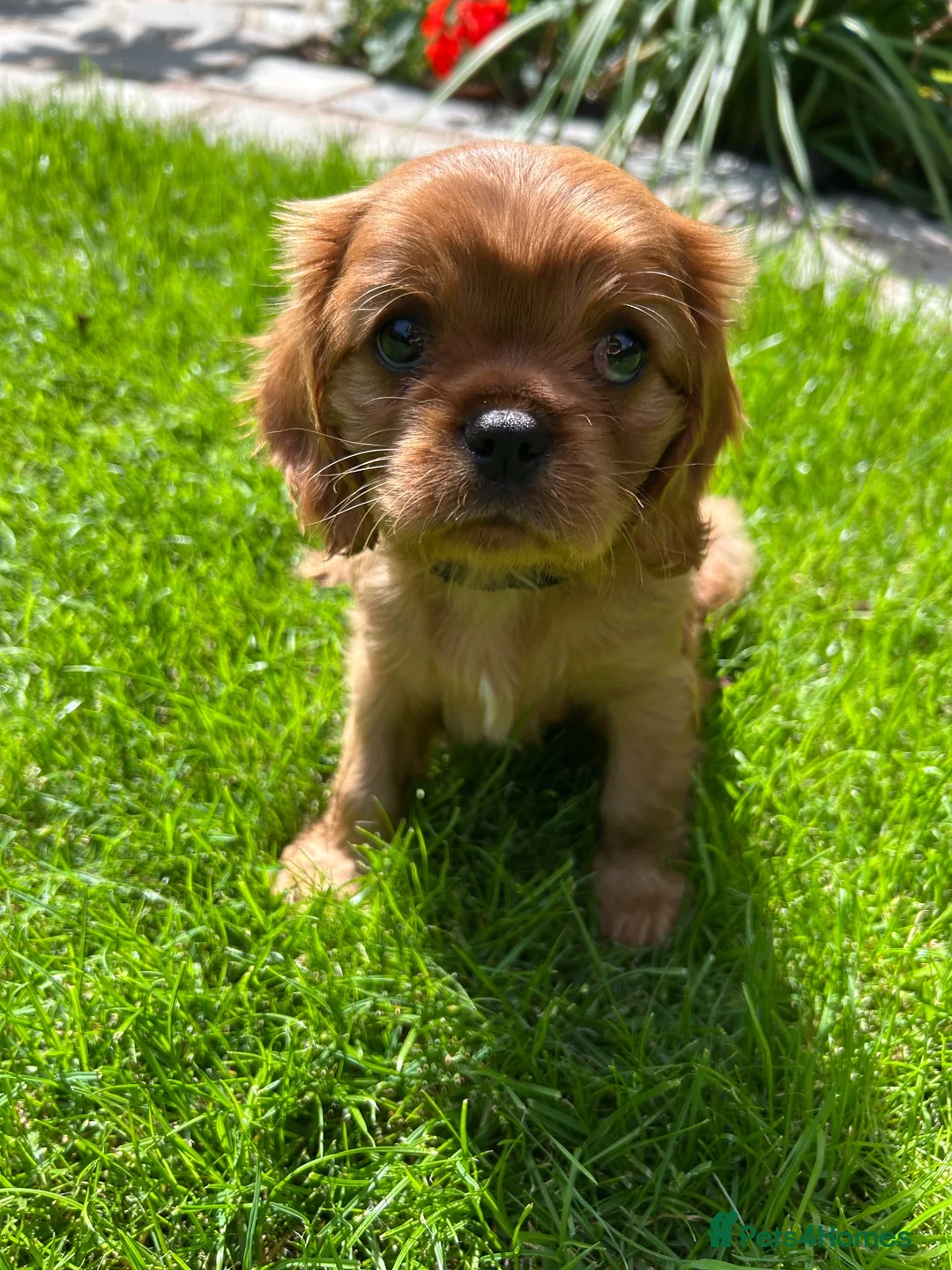 Cavalier King Charles Spaniel dogs for sale: Cavalier King Charles  - Advert 2