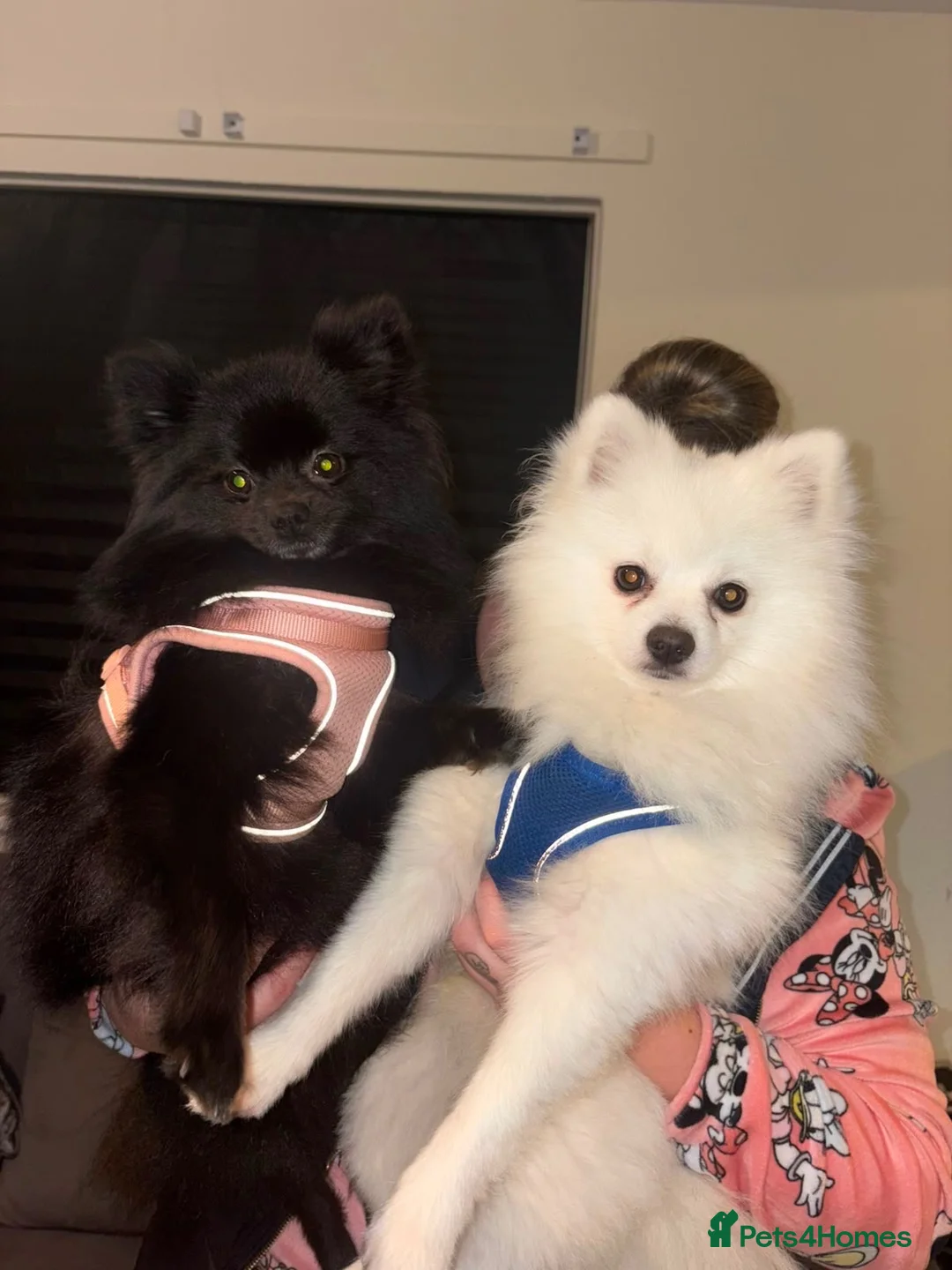 Pomeranian dogs for sale: Miniature Pomeranian  in Guildford - Advert 1