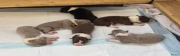 Border Collie dogs for sale: KC Registered Show Border Collie Puppies in Purley - Advert 9