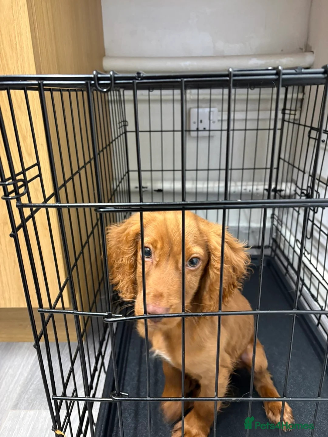 Cocker Spaniel dogs for sale: Cocker spaniel - Advert 7