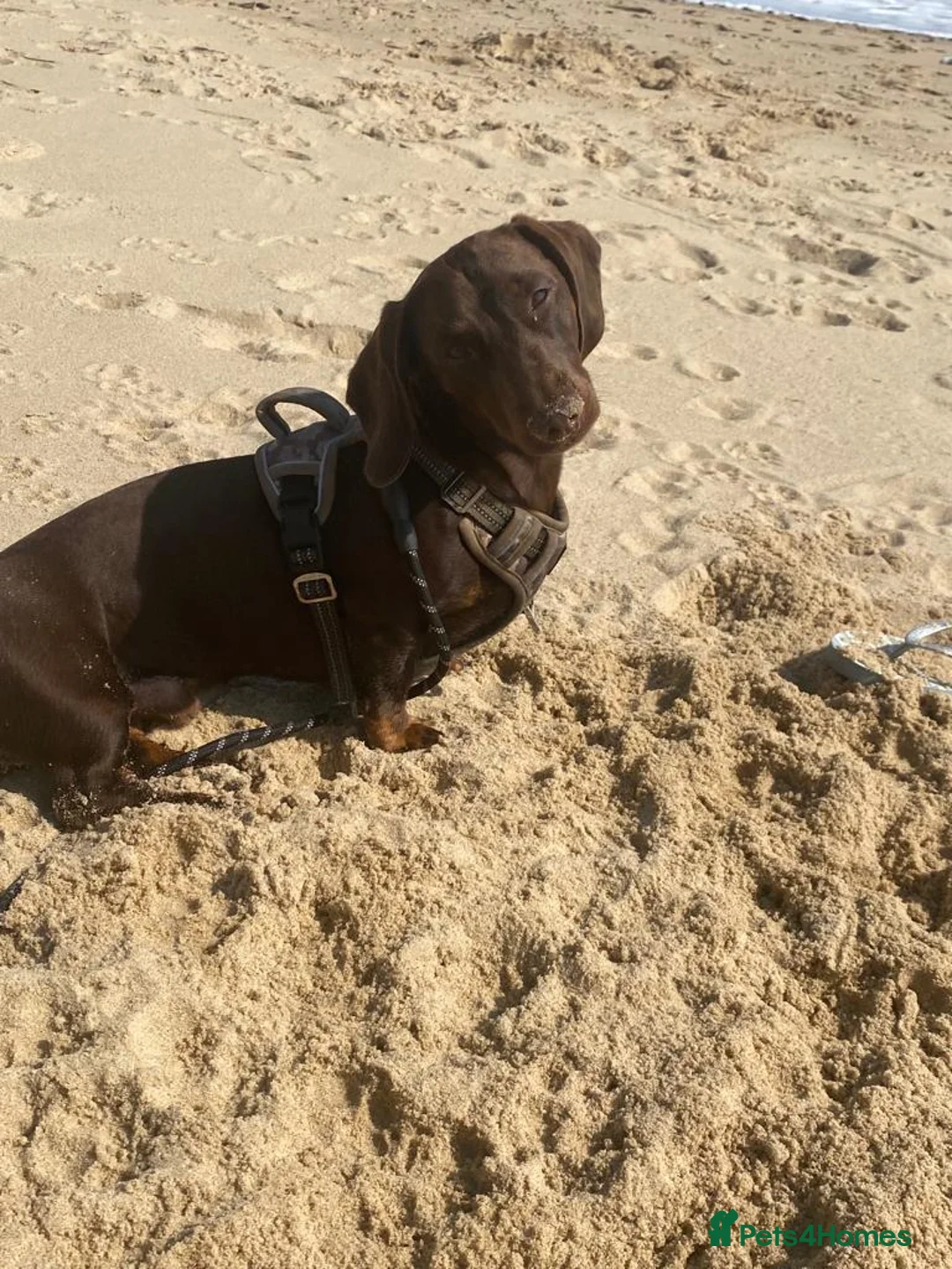 Dachshund dogs for stud: *STUD* mini in Romford - Advert 5
