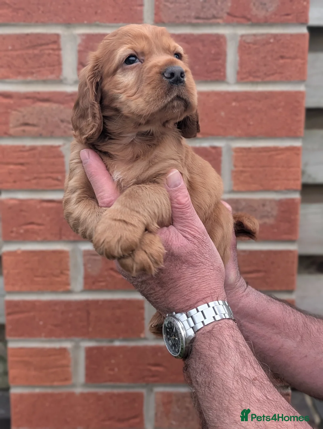 Cocker Spaniel dogs for sale: Beautiful red working cocker spaniel bitch  - Advert 1