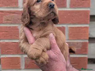 Cocker Spaniel dogs Beautiful red working cocker spaniel bitch - Advert 2