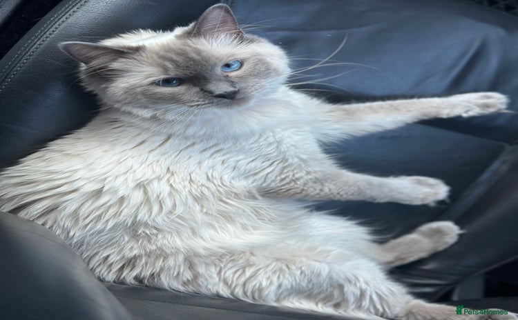 Ragdoll cats for sale - Advert 5