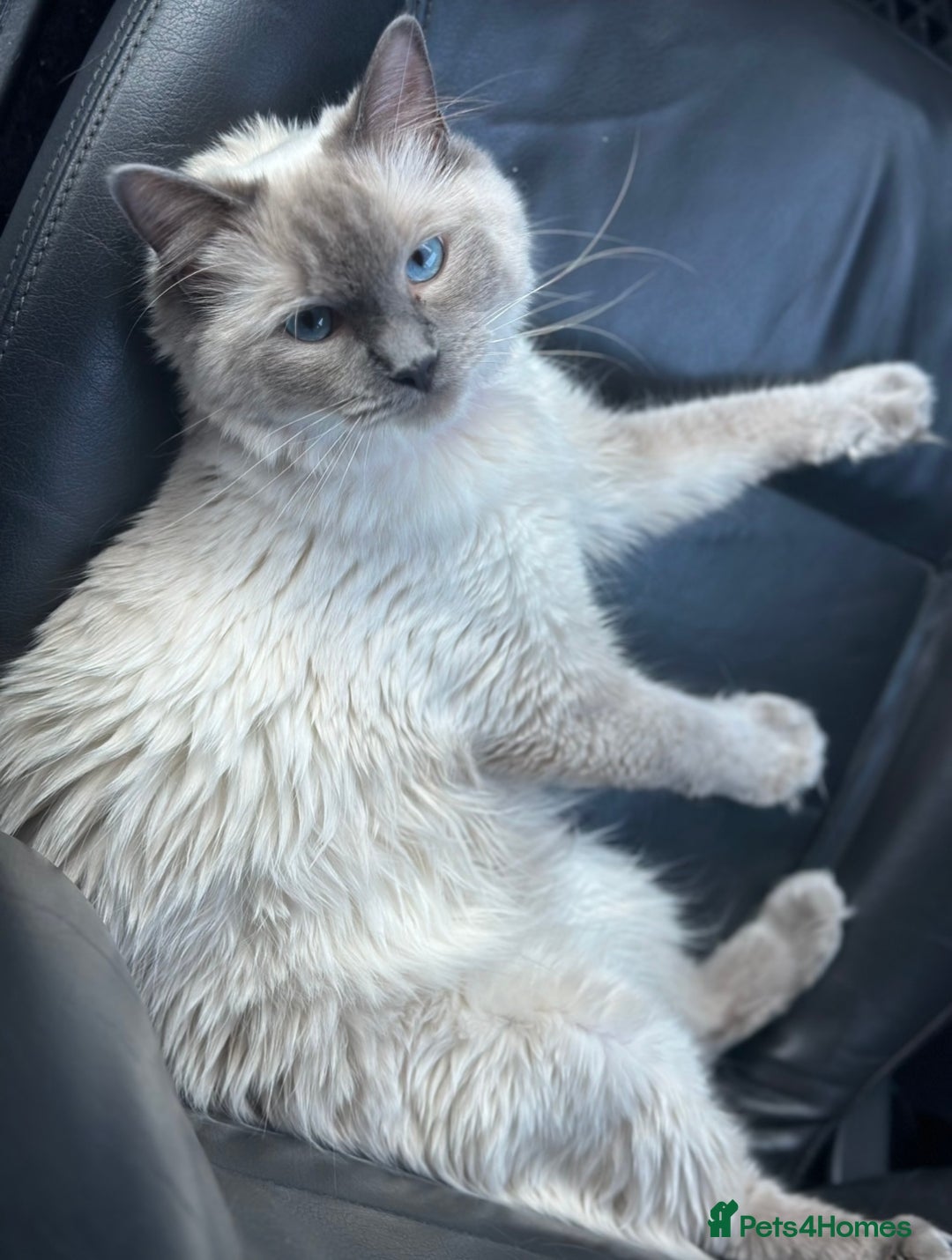 Ragdoll cats for sale: PUREBRED RAGDOLL KITTENS - Image 1