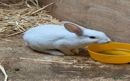 Rex rabbits for sale: Gorgeous rex rabbits - Image 5