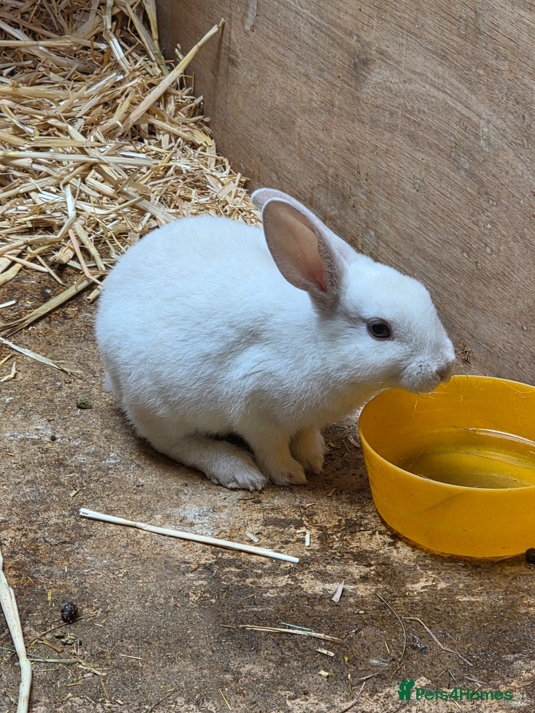 Rex rabbits for sale: Gorgeous rex rabbits - Image 5
