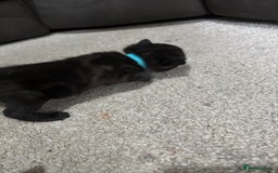 Domestic Shorthair cats for sale: Black and grey kittens - Image 8