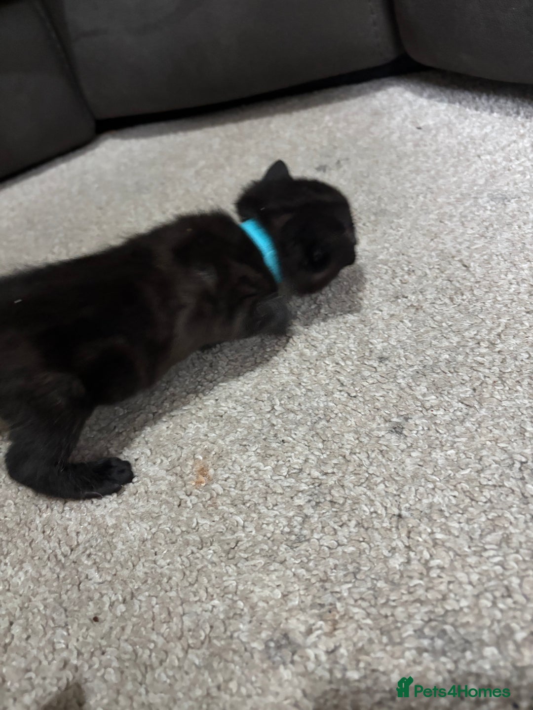 Domestic Shorthair cats for sale: Black and grey kittens - Image 8