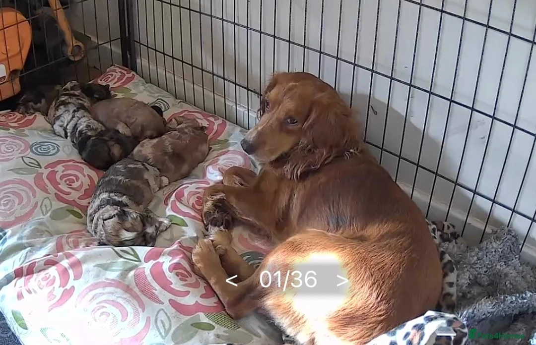Cockapoo dogs for sale: F1 Merle cockapoo puppies 🤎 in Morpeth - Advert 40