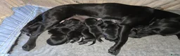 Labrador Retriever dogs for sale: Labrador cross Bernese  - Advert 2