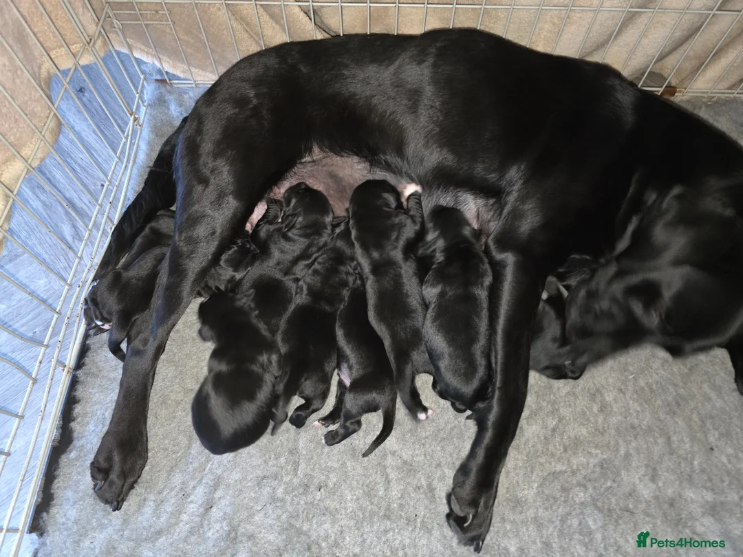 Labrador Retriever dogs for sale: Labrador cross Bernese  - Advert 2