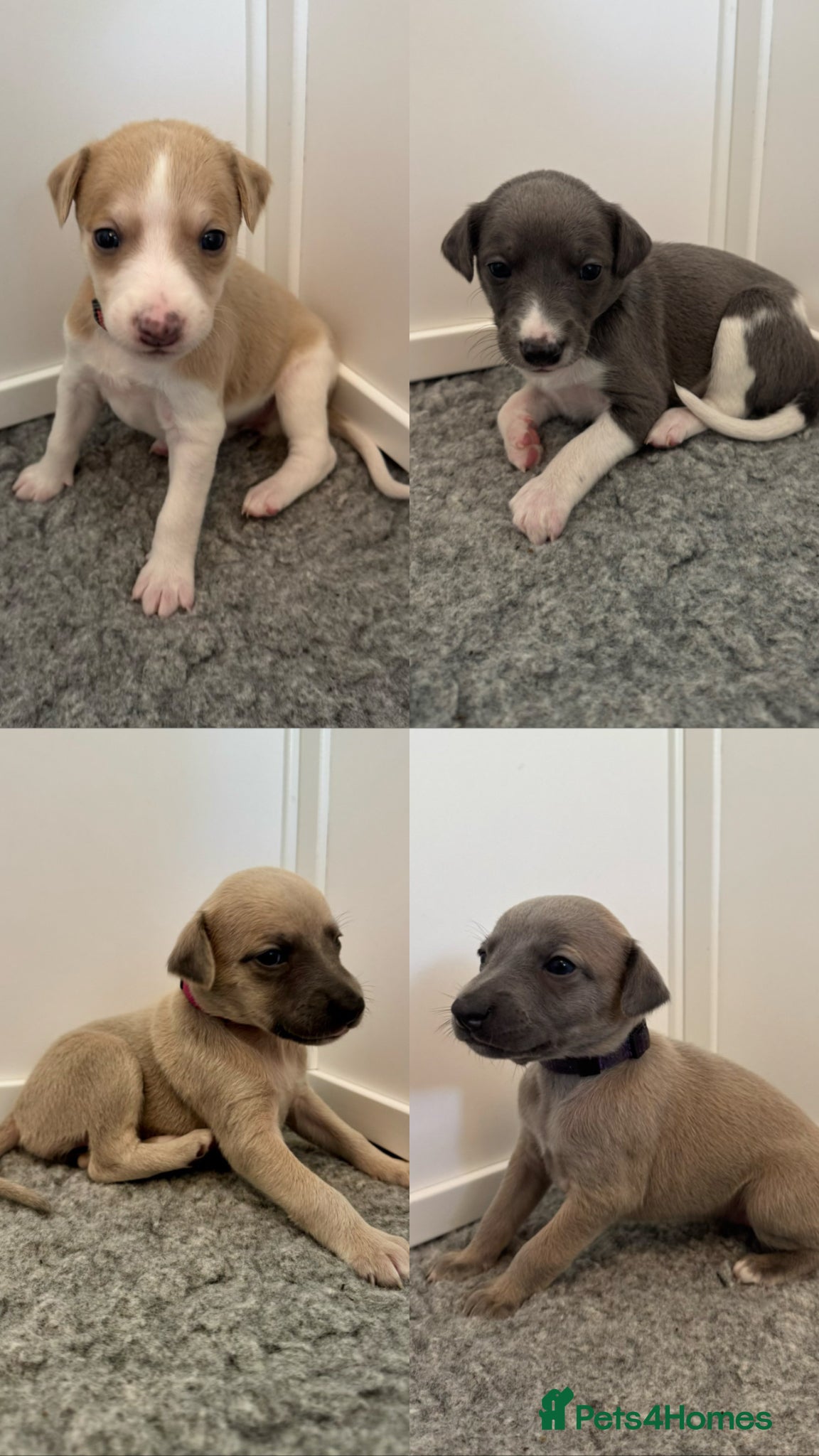 Whippet dogs Stunning Purebred Whippet Puppies - Ready 27th May - Advert 7