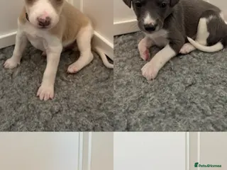 Whippet dogs Stunning Purebred Whippet Puppies - Ready 27th May - Advert 18