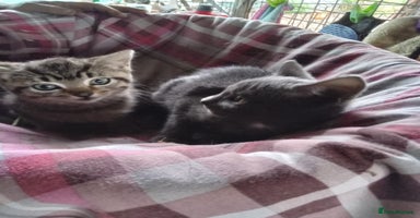 Mixed Breed cats - Advert 9