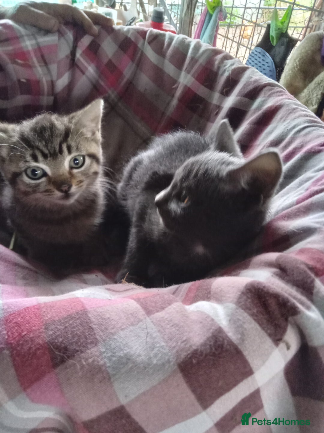 Mixed Breed cats for sale: RRAGDOLL/BENGAL X MOGGY KITTENSSS - Image 2