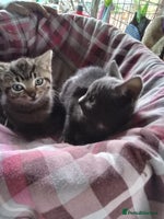 Mixed Breed cats - Advert 7