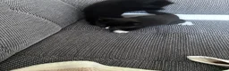 Mixed Breed cats for sale: 5 beautiful kittens  - Advert 9