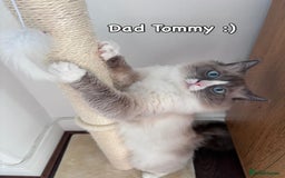 Ragdoll cats for sale: Pure Ragdoll Kitten - Image 7