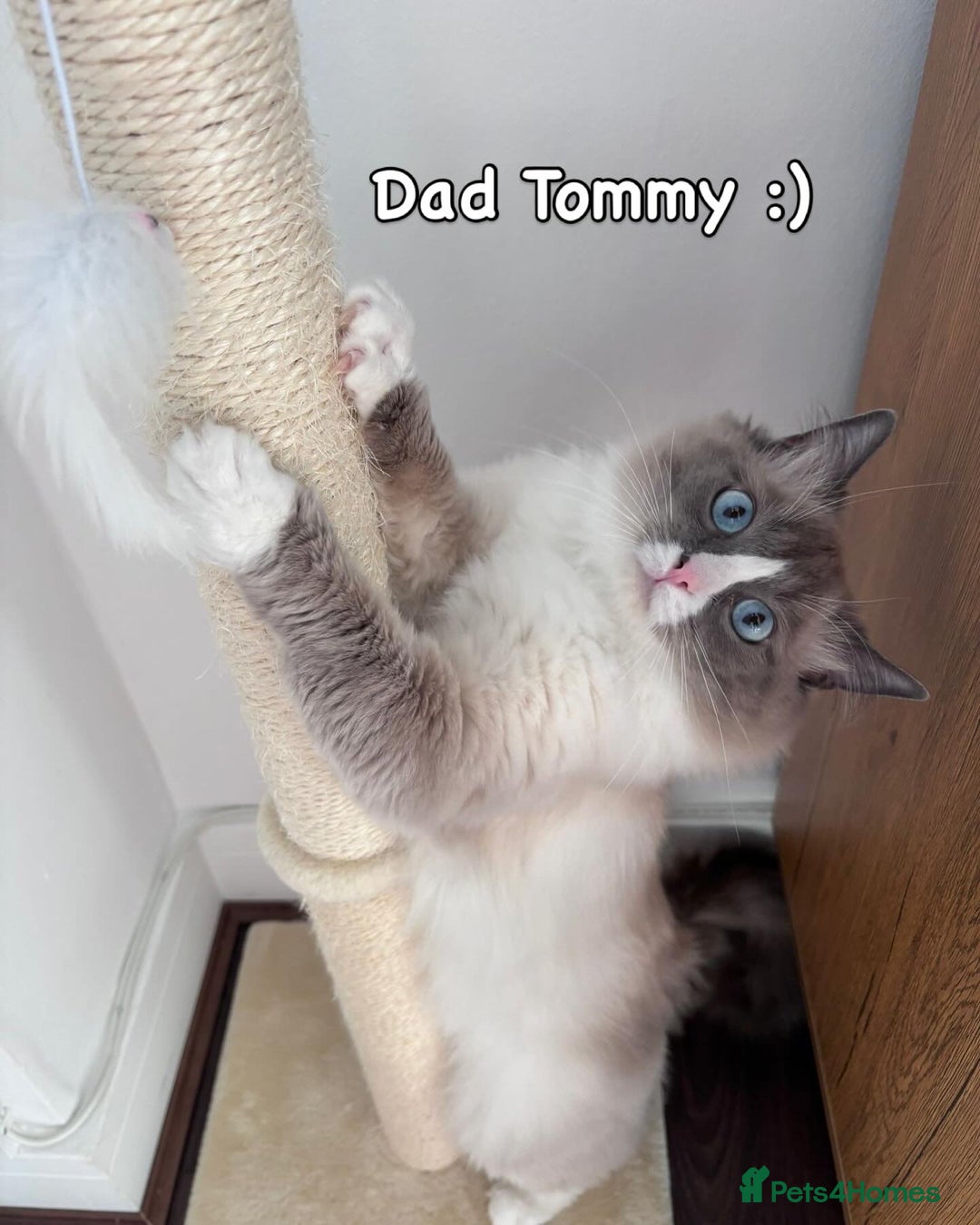 Ragdoll cats for sale: Pure Ragdoll Kitten - Image 7