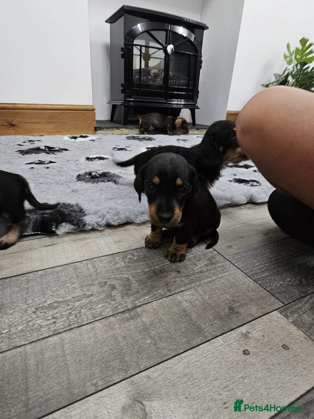 Dachshund dogs for sale: Kc wirehaired daschund puppies  - Image 13