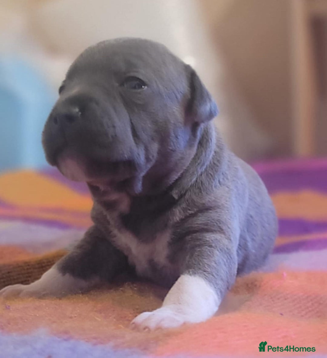 Staffordshire Bull Terrier dogs for sale: Kc Blue Staff pups - Advert 10
