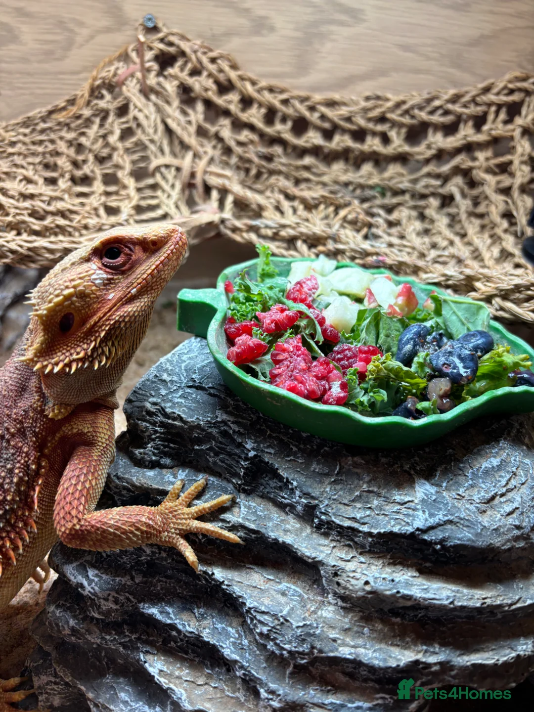 Bearded Dragon reptiles for sale: 2 bearded dragons for sale in Dereham - Advert 1