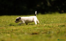 Parson Russell dogs for sale: Pedigree Parson Russell Terriers Puppies. - Image 6