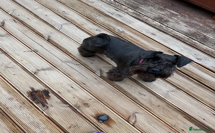Miniature Schnauzer dogs - Advert 2