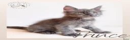 Maine Coon cats for sale: High Smoke, Smoke and Solid Pedigree Maine Coon’s - Advert 37