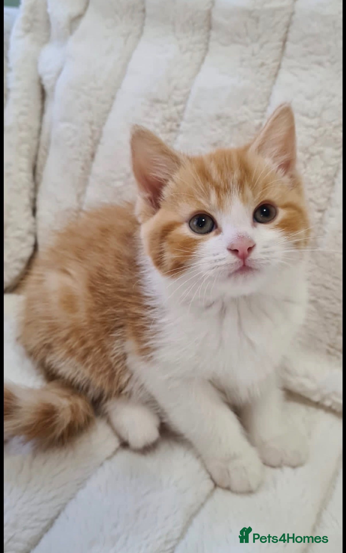 Mixed Breed cats REDUCED Ragdoll X Kittens - Advert 6