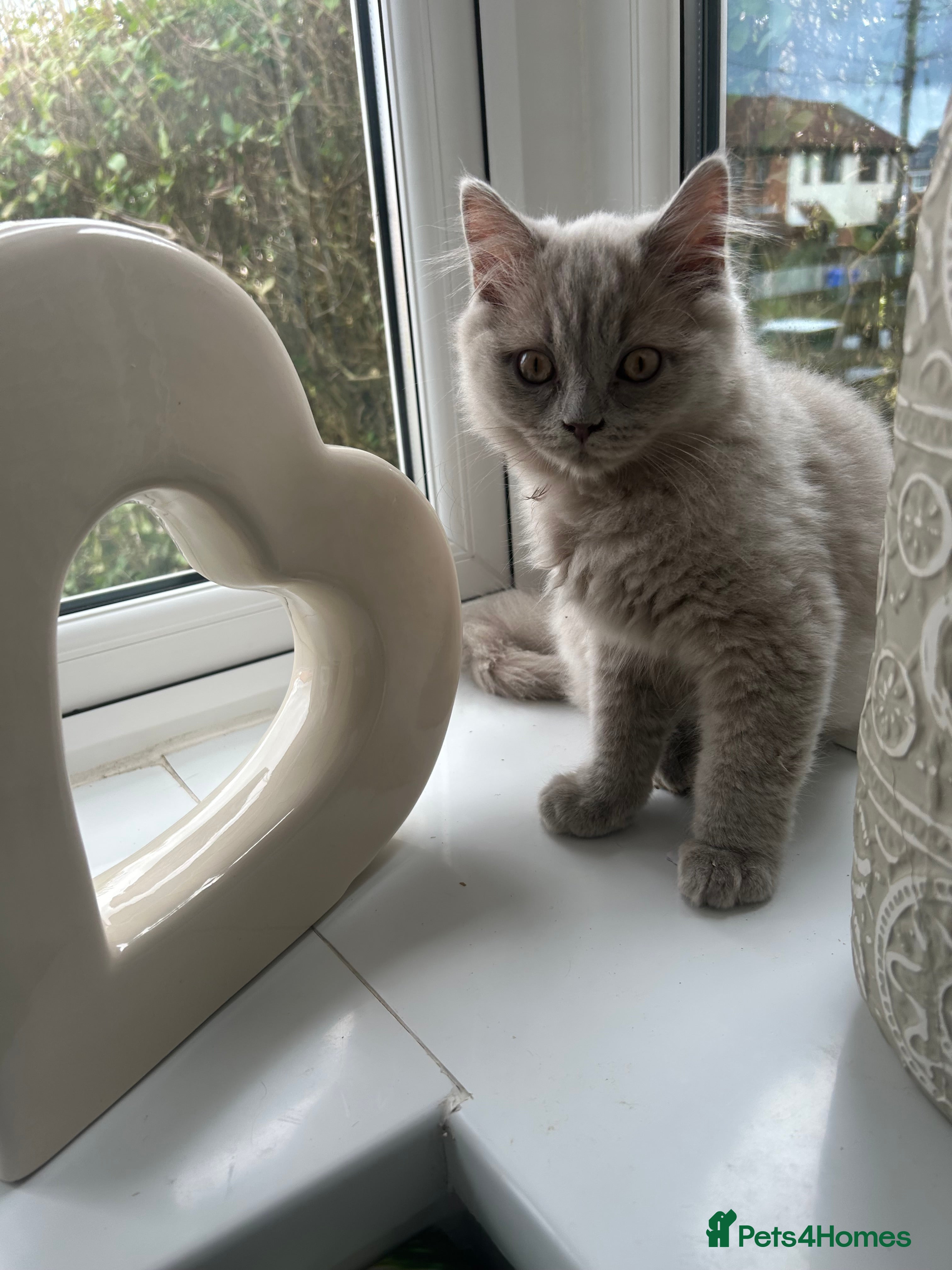 British Longhair cats 🏆CHAMPION BLOODLINES🏆.British Longhair Kittens. - Advert 14