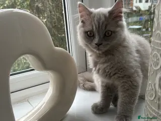 British Longhair cats 🏆CHAMPION BLOODLINES🏆.British Longhair Kittens. - Advert 14
