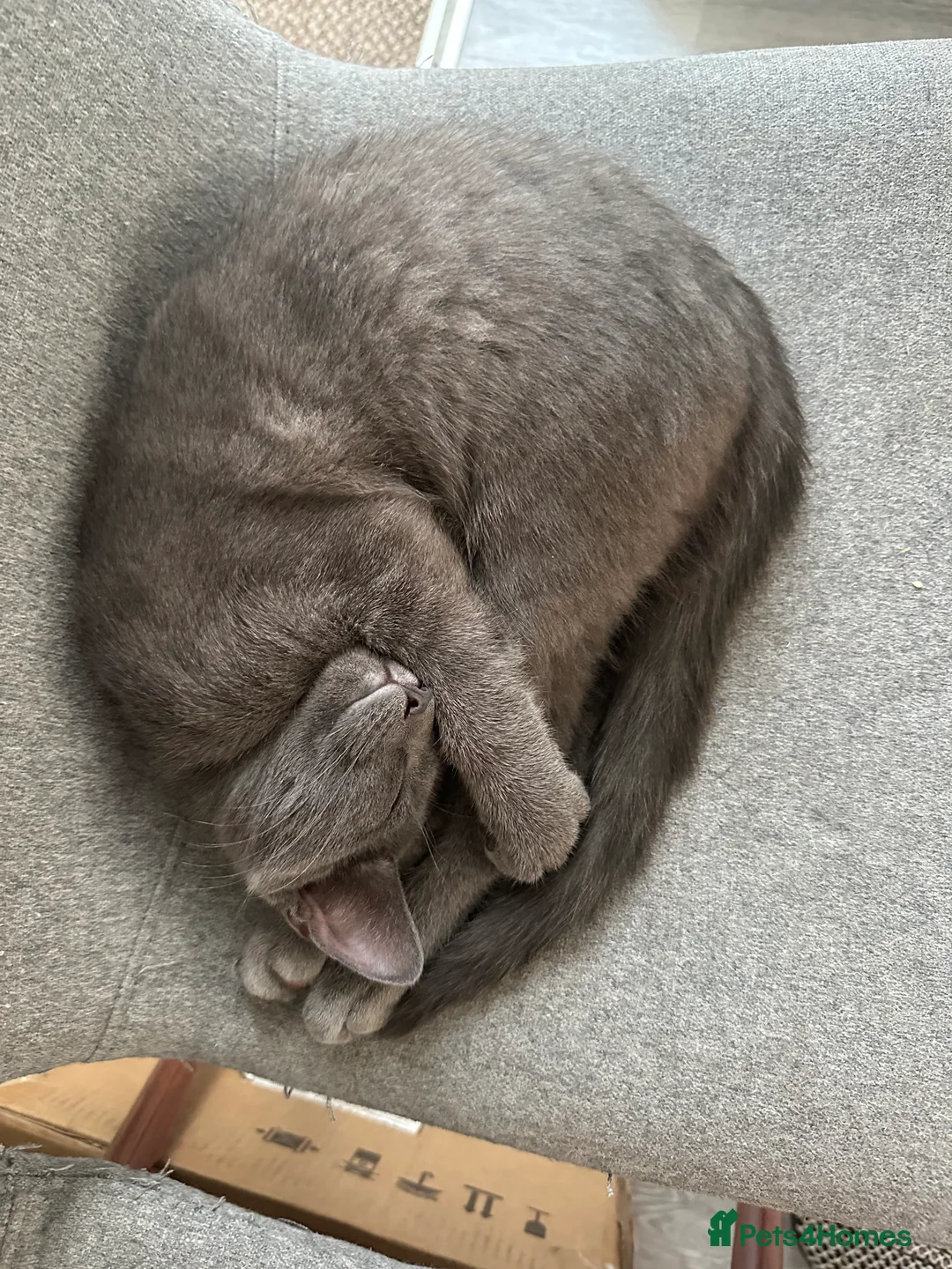Mixed Breed cats for sale: Stunning grey kitten - Advert 3
