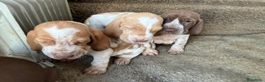 Bracco Italiano Puppy 3