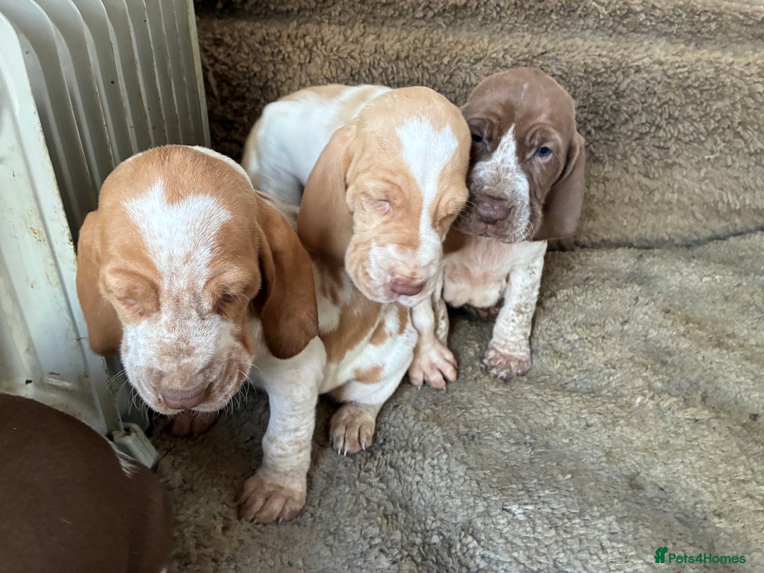 Bracco Italiano dogs for sale: Bracco pups  - Advert 2