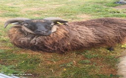 Sheep livestock for sale: Pure icelandic sheep  - Image 4