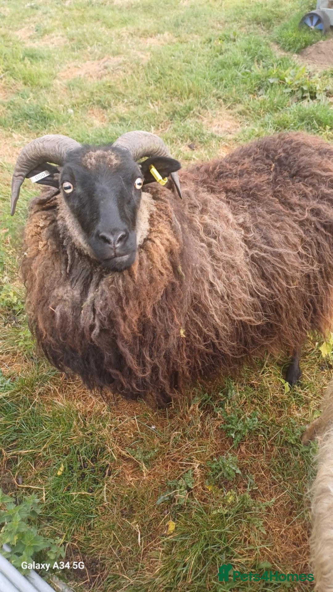 Sheep livestock for sale: Pure icelandic sheep  - Image 4