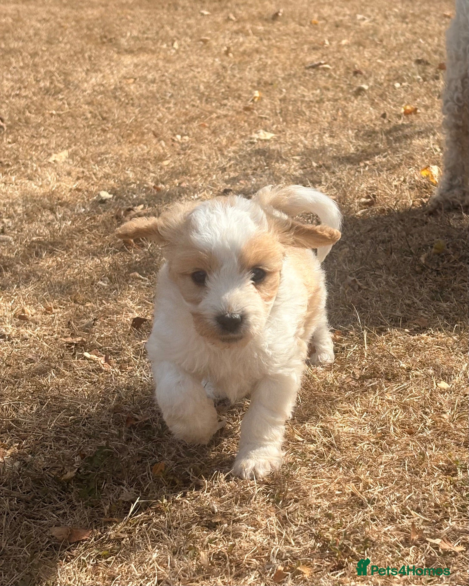 Cavapoo dogs Cavapoo puppies - Advert 5