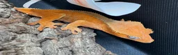 Gecko reptiles for sale: Crested gecko for sale  - Advert 2