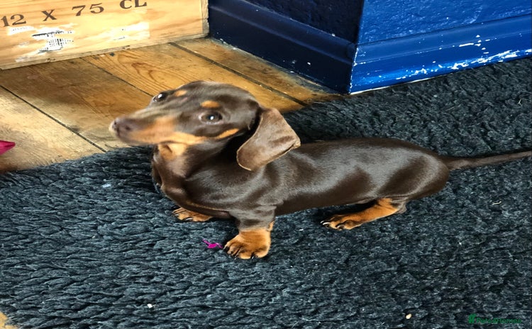 Miniature Dachshund dogs in Catterick Garrison - Advert 2