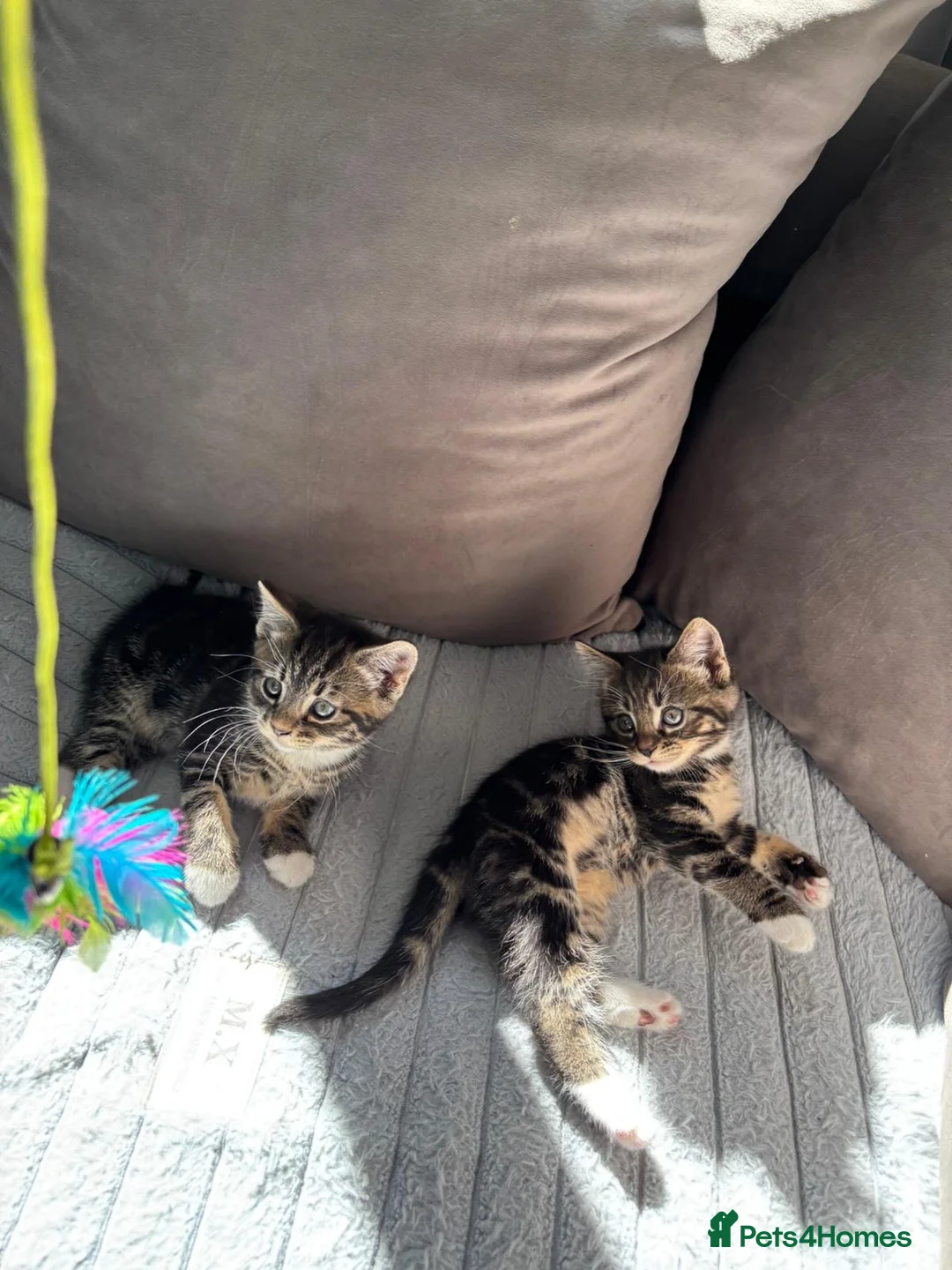 Mixed Breed cats for sale: Beautiful playful kittens ready for loving homes - Advert 1