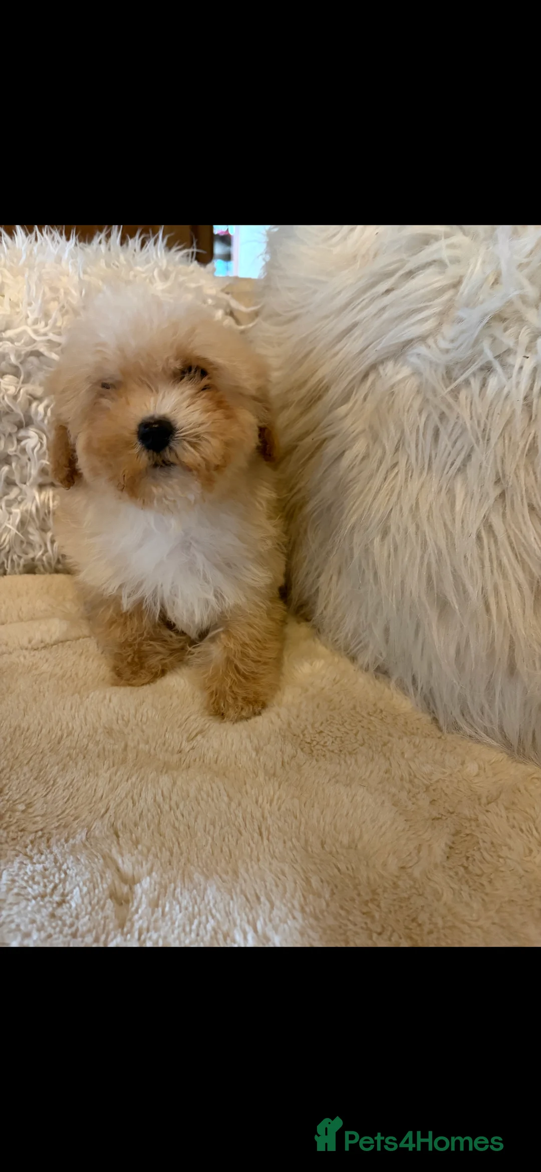 Poochon dogs for sale: The cutest babies  - Advert 1
