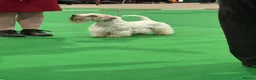 Sealyham Terrier dogs for sale: Male Sealyham Terrier  - Advert 5