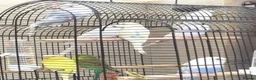 Budgerigars birds for sale: Baby buggies  - Advert 7