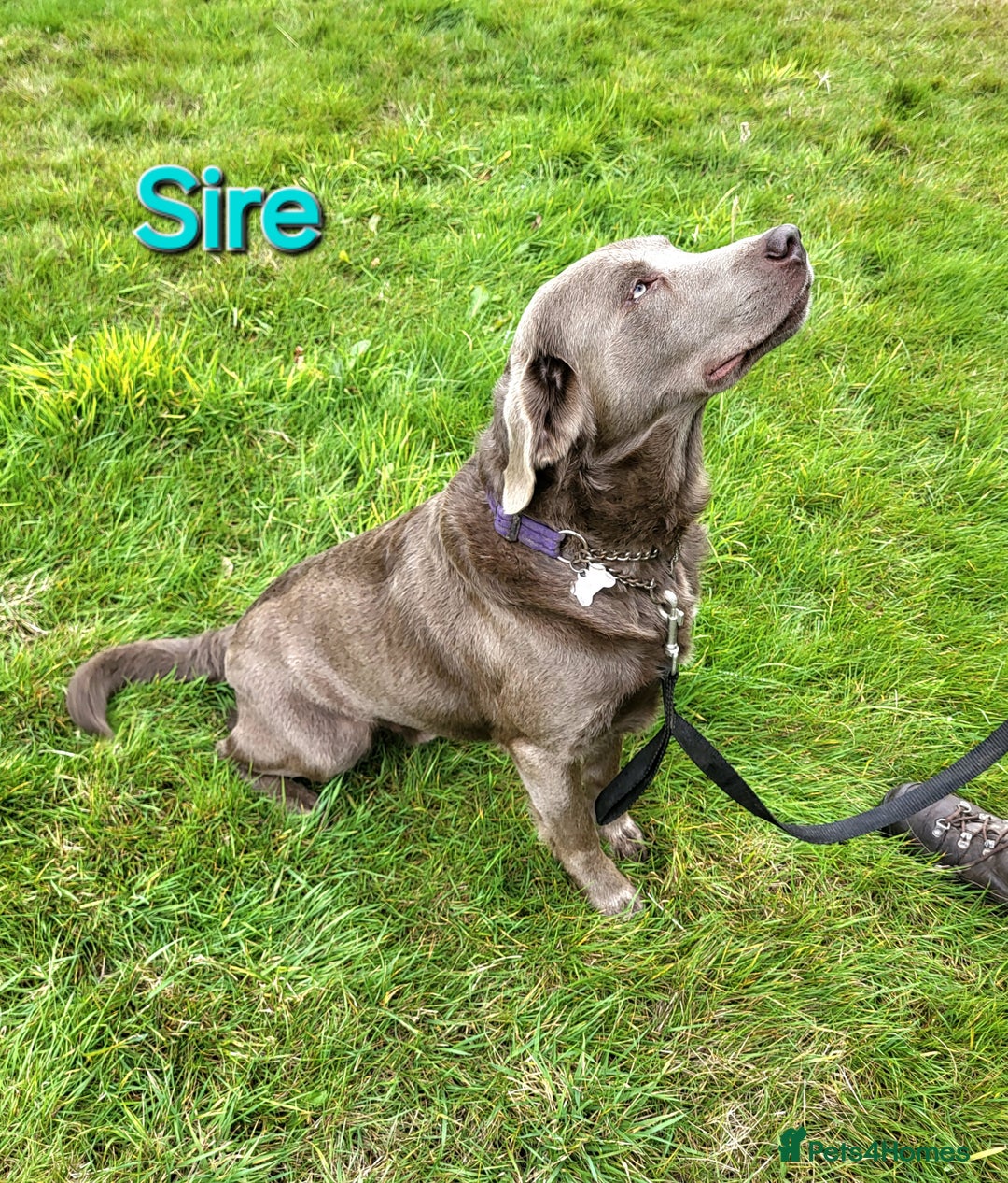 Labrador Retriever dogs for sale: Beautiful Chocolate Labrador Puppies. - Image 15